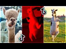 Mi Pan Su Su Sum Tiktok Compilation Youtube Funny Cat Videos Baby Cats Funny Gif