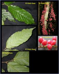 Image result for Antidesma