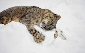 Untitled weissenhorn ausgestopftes tier wild life : Tiere Im Winter Hintergrundbilder Hd Hintergrundbilder
