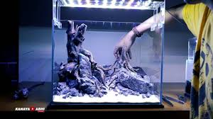 Successful aquascaping really is depended on the things you do after you've set up your tank, things like regular. Aquascape Layout Set Up Aquascape Forest Youtube