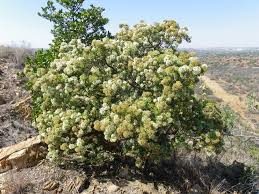 Image result for Mimusops afra