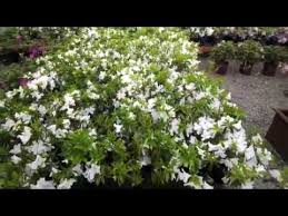 Gerbing azalea that blooms beautiful white large blooms once spring as arrived. Gg Gerbing Azaleas Thegardengates Com Youtube