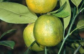 Image result for Citrus × aurantiifolia
