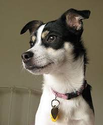 Rat Terrier Wikipedia