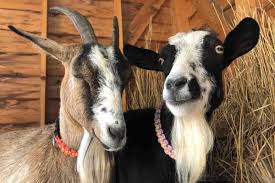 米国発！Breaking News】父親がヤギで母親が羊。あまりに可愛い“バタフライ”ちゃん大人気。（アリゾナ州） |  Techinsight（テックインサイト）|海外セレブ、国内エンタメのオンリーワンをお届けするニュースサイト