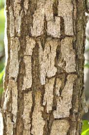 Image result for Volkameria glabra