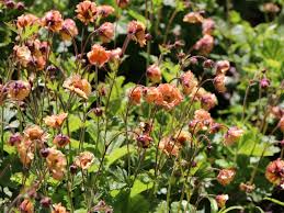 Geum is also known for its seed heads. Nelkenwurz Mai Tai Finde Deine Neue Staude Online Ratgeber