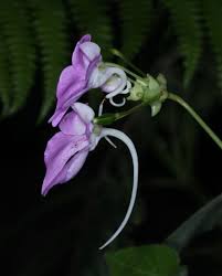 Image result for Impatiens erecticornis