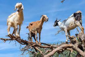 One (capra hircus) long domesticated for its milk, wool, and flesh. Watch These Bizarre Tree Climbing Goats In Action
