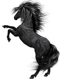 Black Horse Art Horse Art Black Horse Horses