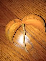 Image result for Boscia matabelensis