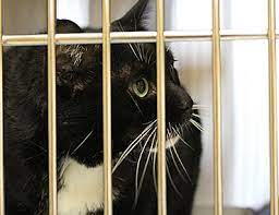 There are many kinds, including leiomyosarcomas, lymphomas, adenocarcinomas, mast cell tumors, fibrosarcomas, plasmacytomas, gastrointestinal stromal tumors (gists), and carcinoids (all malignant); Feline Lipomas Noncancerous Tumors