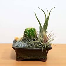 Check spelling or type a new query. Dish Garden 5 Air Plants Succulent Cactus Pack 12 Wholesale Eve S Garden Inc