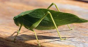 Color in the gold and red colors of this common grasshopper species and learn about insect orders with your child! Https Webdoc Agsci Colostate Edu Bspm Insectinformation Mastergardener Updates 2018 Introduction Pdf