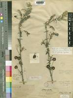 Image result for Acacia lasiopetala