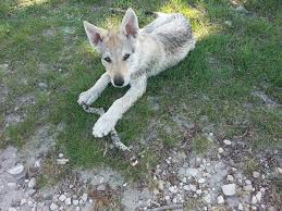 Voir plus d'idées sur le thème chien loup, loup, chien. Pin Van Maria Taiga Op Races De Chiens Chiens De Races