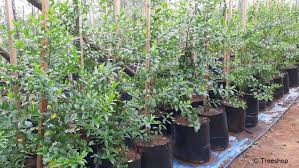 Image result for Rhamnus prinoides