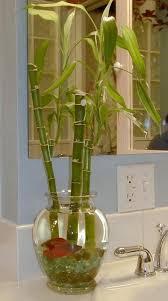 Pin By Elsa Alaniz On The Betta Fish Plants Plants Grown In Water Beta Fish Tank
