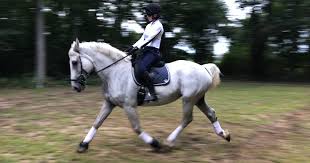 Offers individual & clinic saddle fit education and fit consultations. Shoulder Relief Girth Dressage Total Saddle Fit Sareg Com