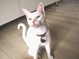 See full list on wikihow.com Diy Cat Collars That Are Insanely Adorable