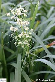 Image result for Cyanotis longifolia