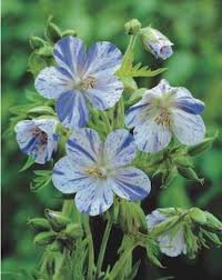 Image result for Geranium bohemicum Orhcid Blue