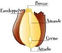 Le gluten est divisé en deux groupes protéiniques : Flours Cooking Ez Com Type De Farine Farine Carnet De Recette
