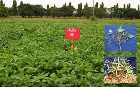 Quantity of seed required kg/ha. Agriculture Home