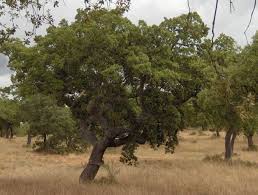 Image result for Quercus suber