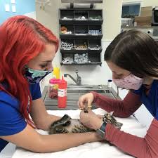 All animals deserve compassionate veterinary care. Gallery Vet In Virginia Beach Beach Pet Hospital