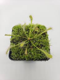 Image result for Drosera dielsiana