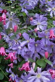 Check spelling or type a new query. Buy Prince Charles Clematis Vine Free Shipping 1 Gallon Size Plants For Sale Online From Wilson Bros Gardens