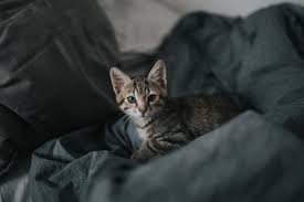 Eigentlich unterscheiden sich diese beiden matratzen nur in einem grundsätzlichen punkt. Katzenurin Entfernen So Geht Es Richtig Spezialreiniger24 Wissen