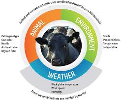 Cattle Heat Stress Measurements Kestrel Instruments