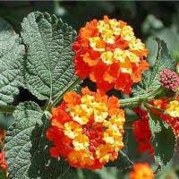 Tapi kak yah sendiri bagi nama pulak marigold tu bunga tahi ayam biasa manakala lantana camara pulak bunga tahi ayam busuk sebab baunya yan. Jual Bunga Tahi Ayam Murah Harga Terbaru 2021