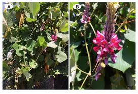 Image result for Pueraria