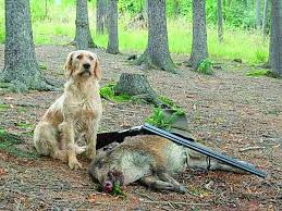 Image result for štýrský brakýř