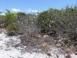 Image result for Xylotheca tettensis