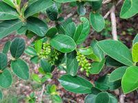 Image result for Antidesma venosum