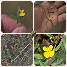 Image result for Rhynchosia totta