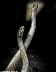 Hasil carian imej untuk cobra sexs