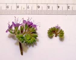 Image result for Ficalhoa