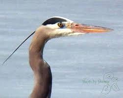 Birds Of Eastern Washington State Still Waiting For Spring Birds List Of Birds Still Waiting