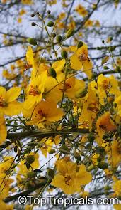 Image result for Parkinsonia africana