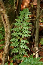 Image result for Asplenium aethiopicum