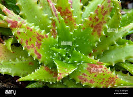 Image result for Landolphia congolensis