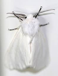 Check spelling or type a new query. Virginian Tiger Moth Spilosoma Virginica By Christine Young Jungledragon