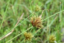 Image result for Rhynchospora holoschoenoides
