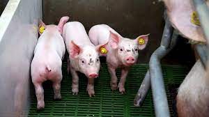 De gemoederen tussen boeren en dierenactivisten lopen (weer) flink op sinds de grote stalbrand in nederweert. Groei Van Prrs Besmette Varkens 60 Gram Dag Lager Pigbusiness Nl Nieuws Voor Varkenshouders
