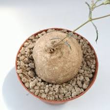 Image result for Stomatostemma